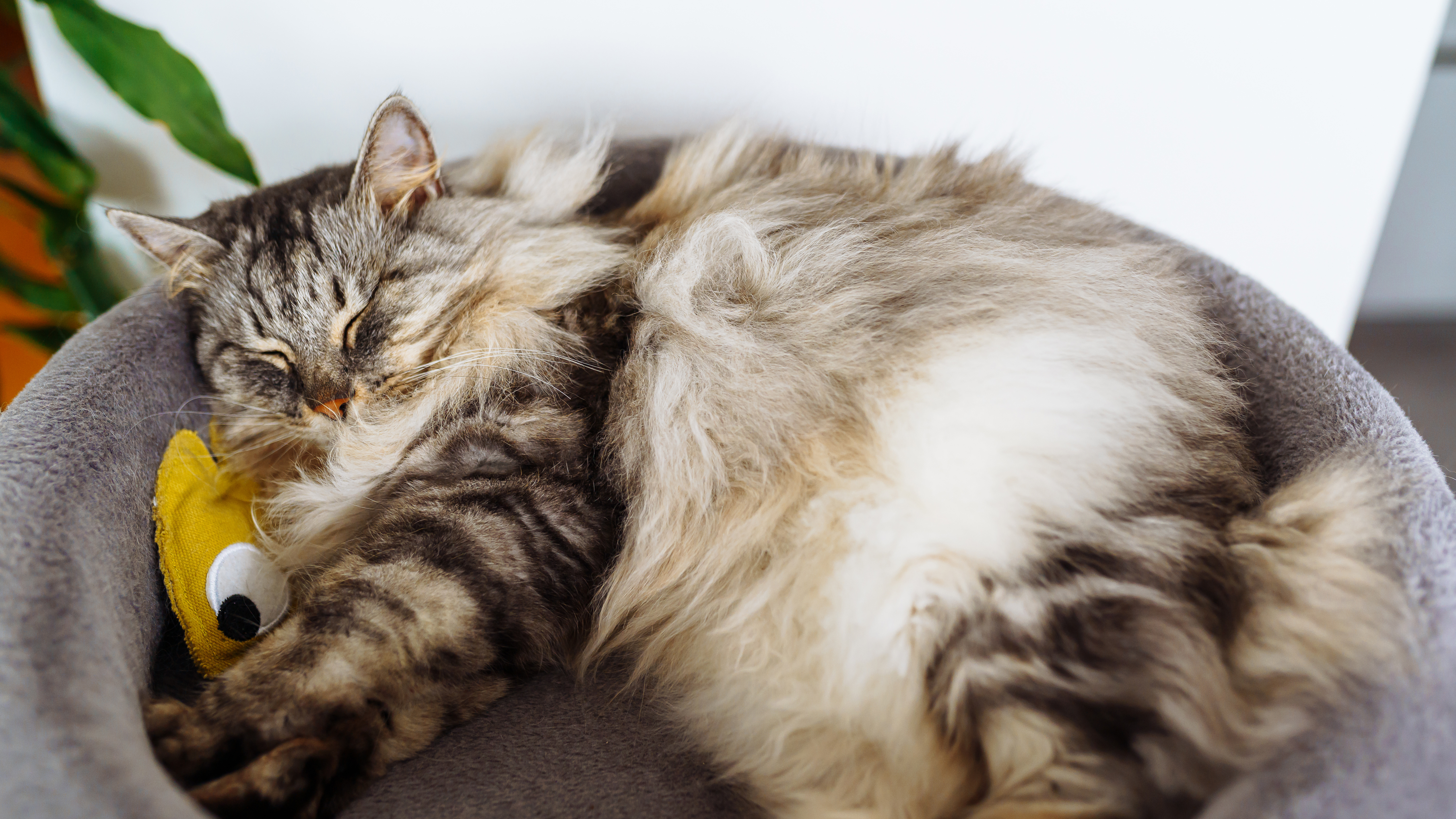 Schlafende Katze in Kuschelkörbchen