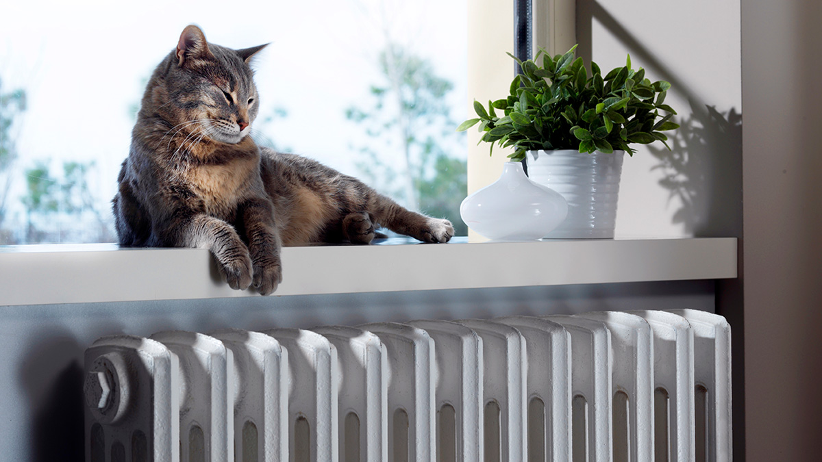 Eine Katze liegt am Fenster über der Heizung