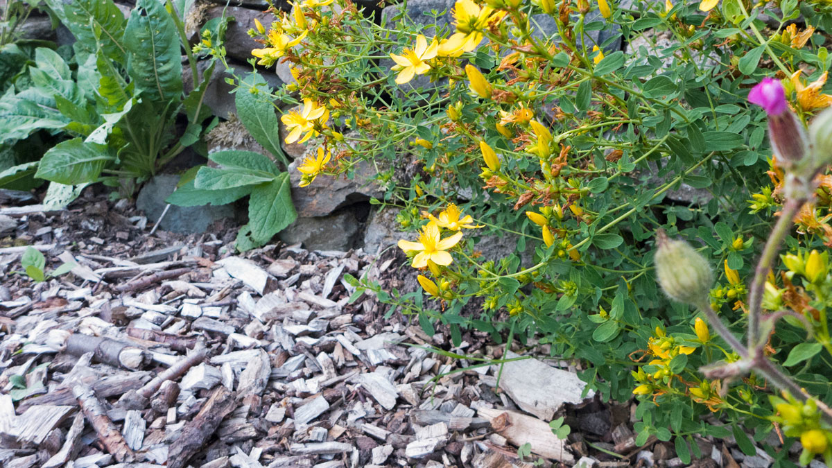 Alternativen Rindenmulch, Holzhäcksel