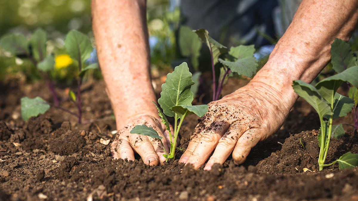 Jungpflanzen werden ins Beet gesetzt