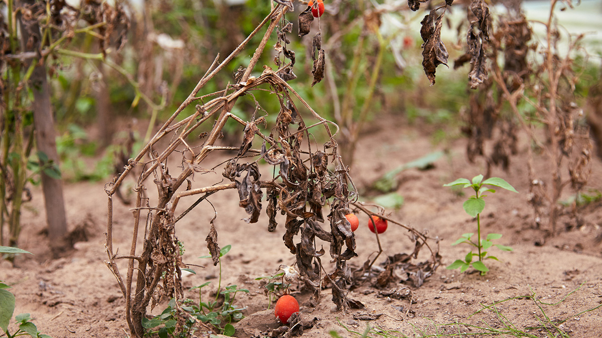 Wie rette ich meinen Garten?