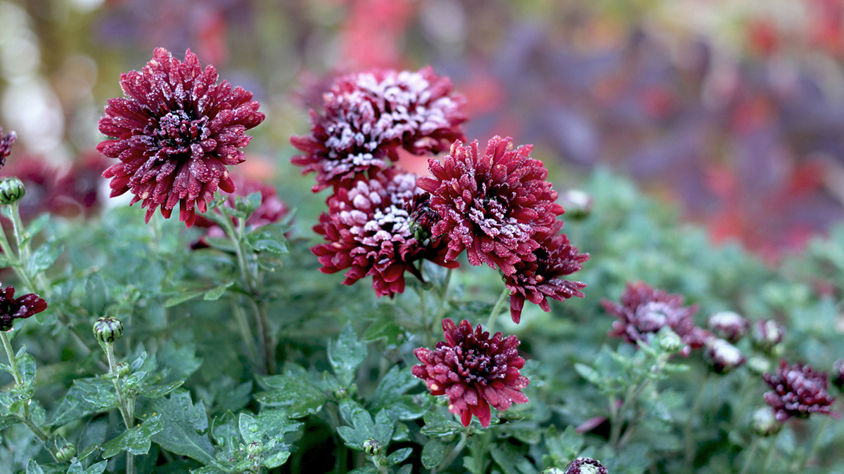 Fehler nächsten Sommer vermeiden, Blumen mit Frost