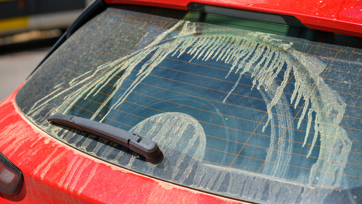 Frühjahrsputz nach Blütezeit, rotes Auto mit Blütenstaub nach Wäsche