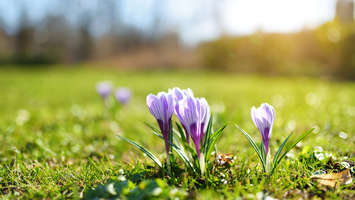 Garten nach Winter, Krokusse blühen in der Sonne im Frühling
