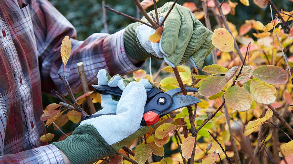Herbstrückschnitt, Gärtner schneidet mit Gartenschere Baum im Herbst zurück
