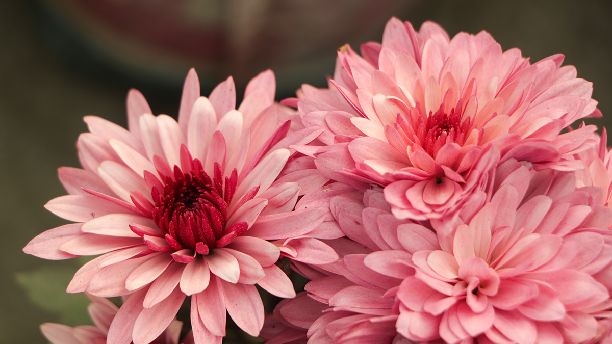 Rosafarbene Chrysanthemen