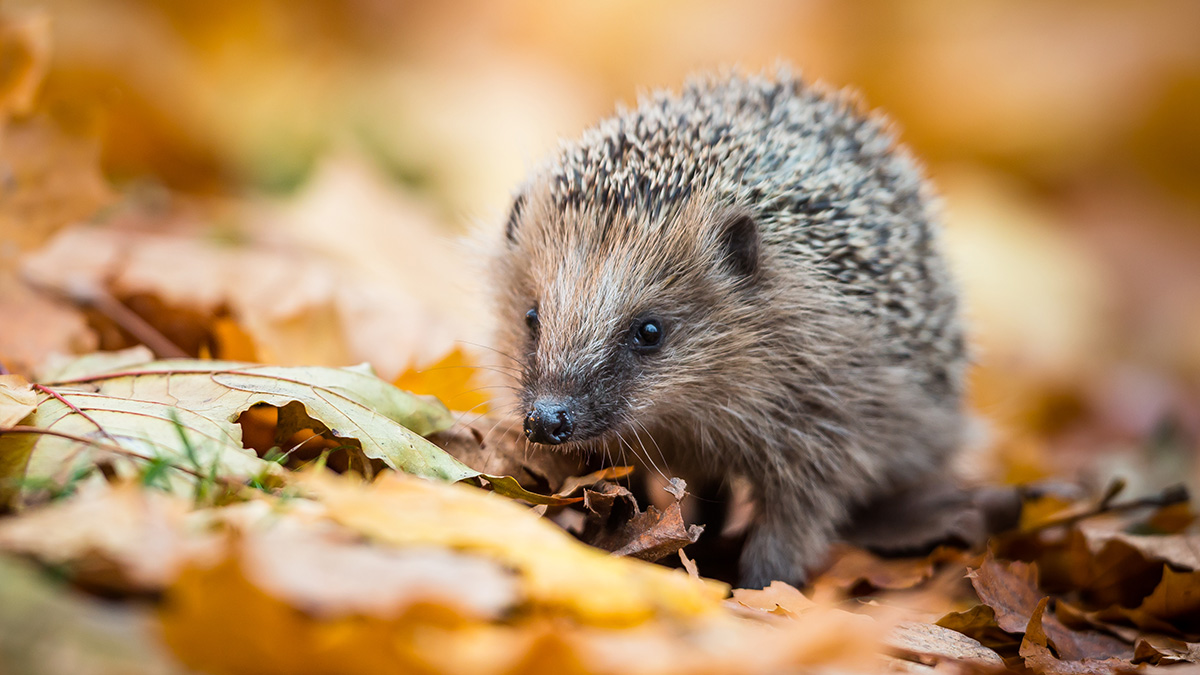 Igel im Herbst, ein Igel im Herbstlaub