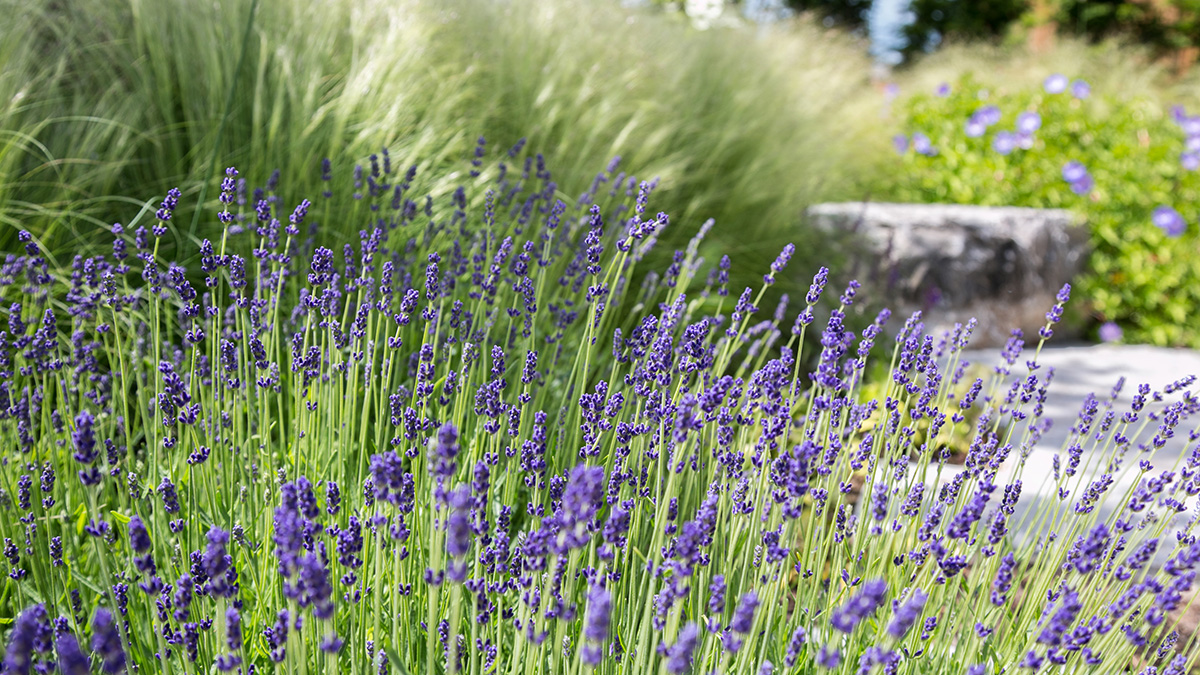 Kein Herbstrückschnitt, Lavendel