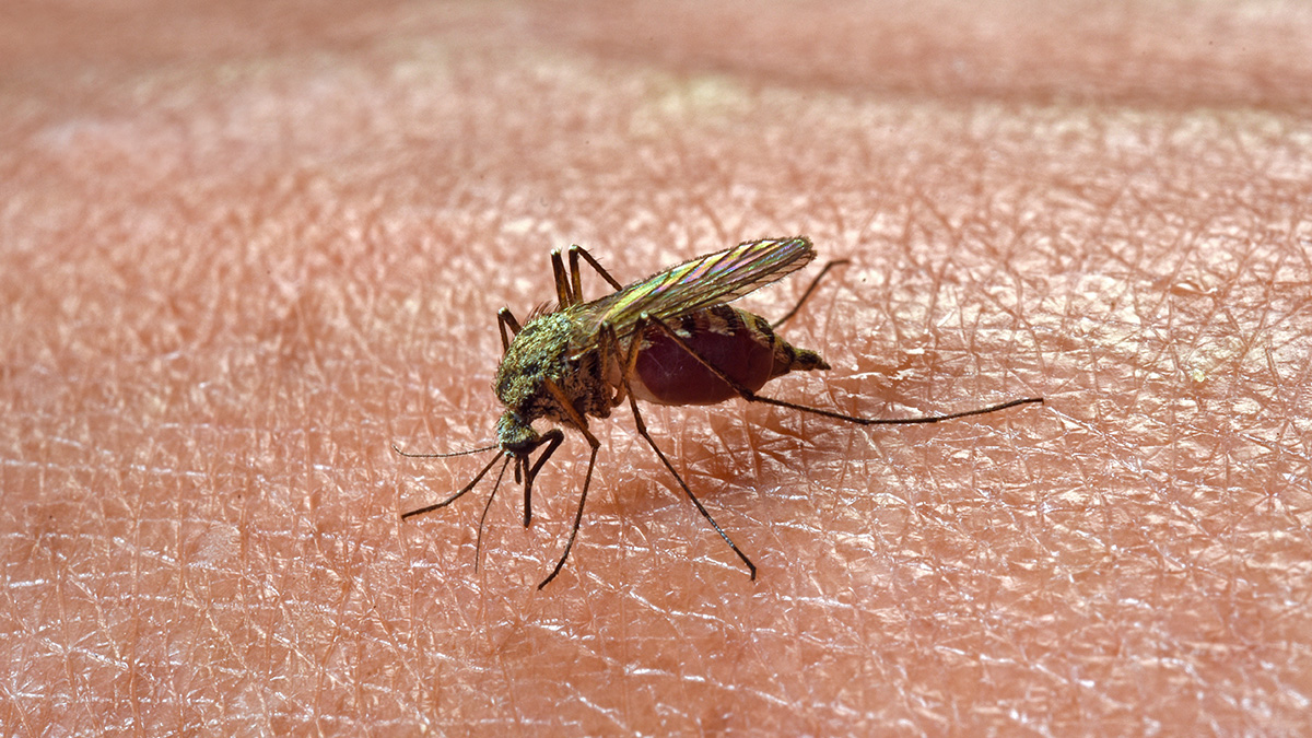 Eine Mücke auf dem Arm einer Person.