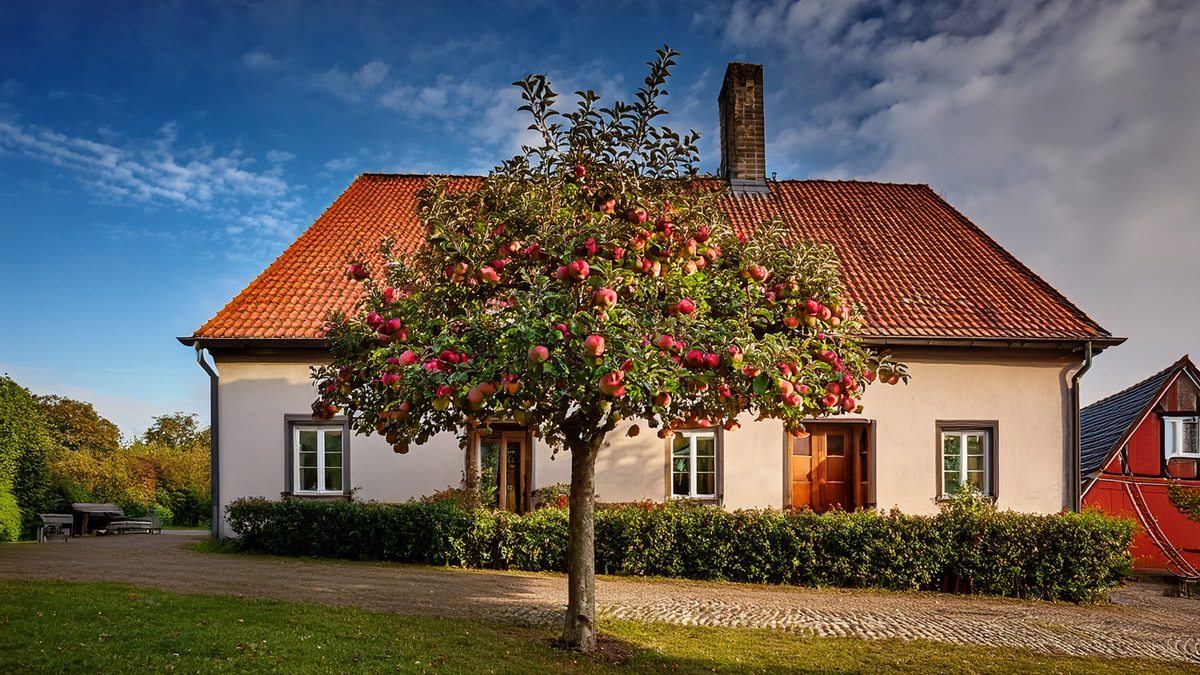 Diese Obstbäume sind für Anfänger geeignet