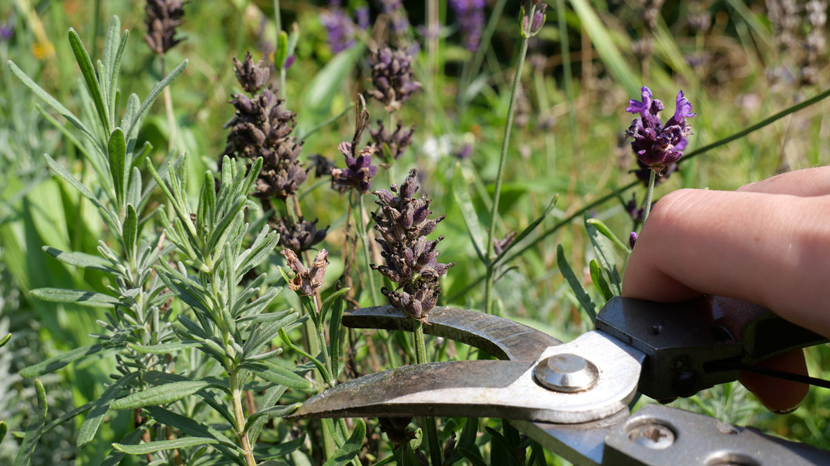 Pflanzen Rückschnitt Juni, verblühter Lavendel wird mit Gartenschere gestutzt