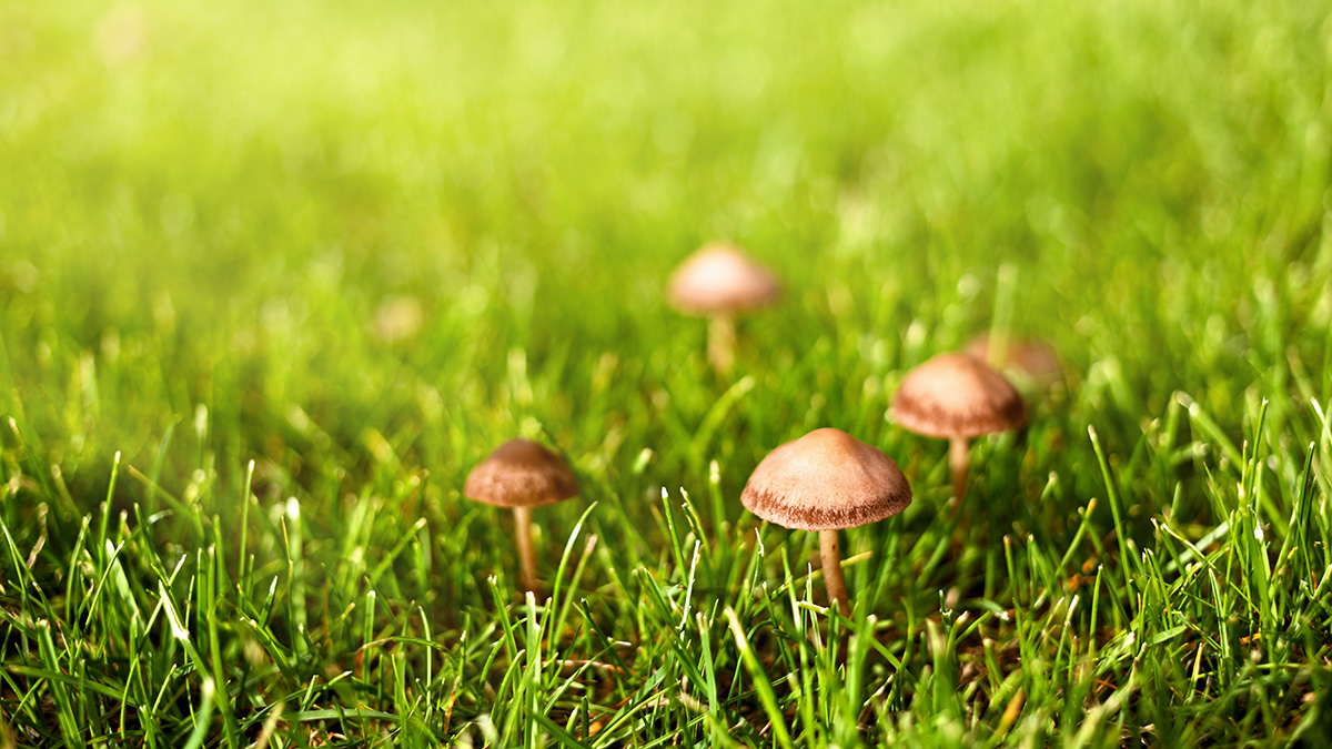 Pilze im Rasen, Pilze im Rasen