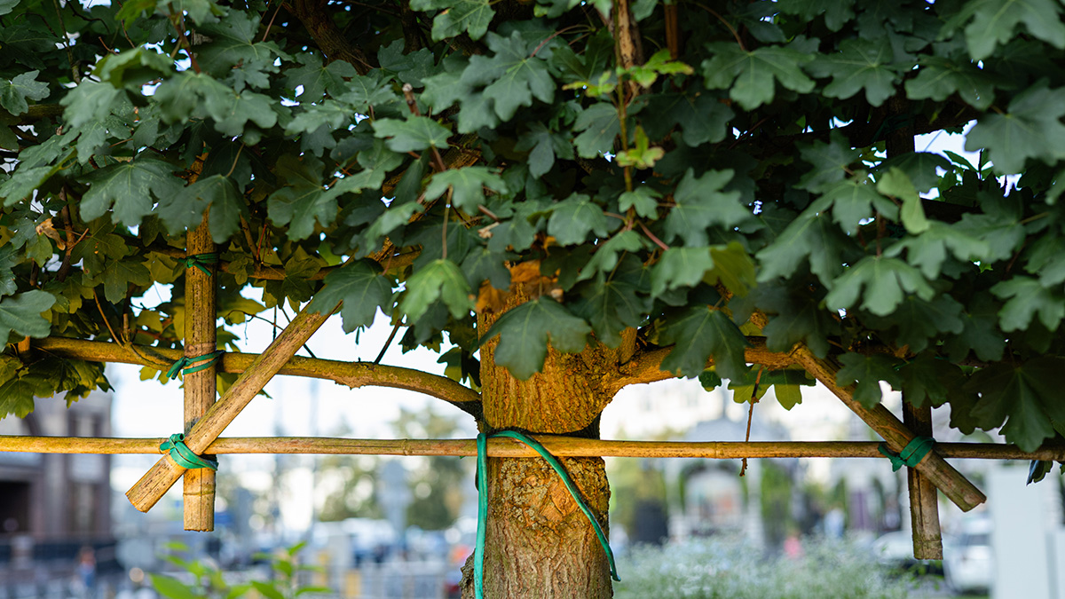 Sichtschutz Spalierbaum