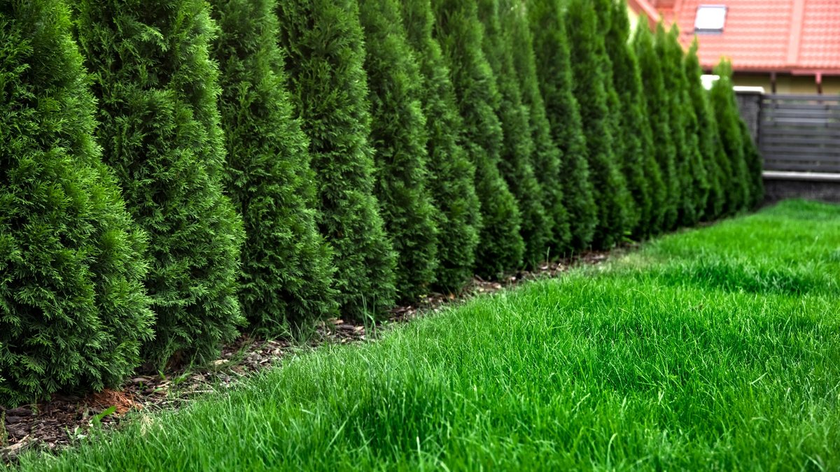 Sichtschutz immergrün winterhart, Thuja