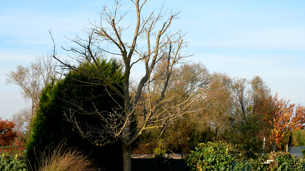 Einige heimische Bäume sterben aufgrund des Klimawandels. Ist auch dein Garten betroffen?