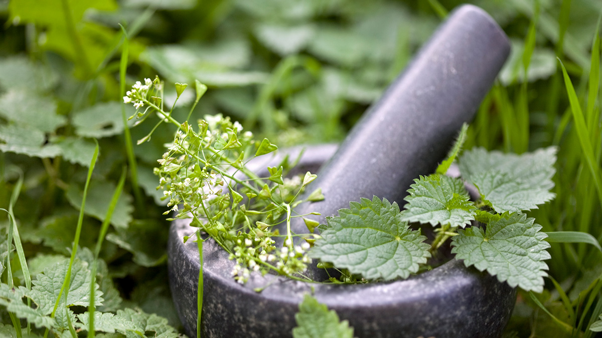 Unkraut oder Heilkraut, Brennnessel und Giersch im Mörser