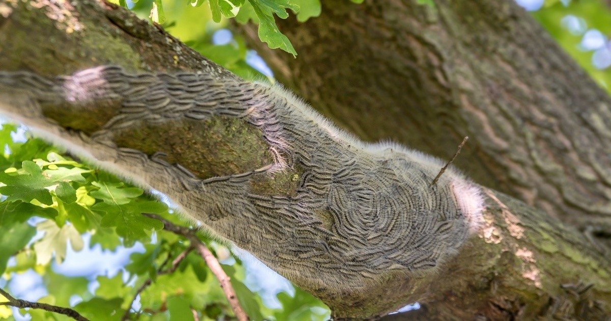Raupen des Eichenprozessionsspinners bilden auf einem Eichenast eine dichte Kolonie. Die Brennhaare der Schädlinge können bei Menschen Hautreizungen, Atemwegsbeschwerden und allergische Reaktionen auslösen.