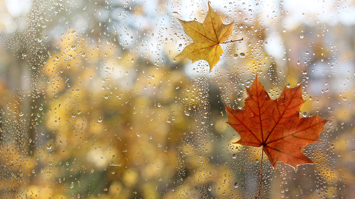 Beginn Heizperiode, Blätter kleben an nasser Fensterscheibe