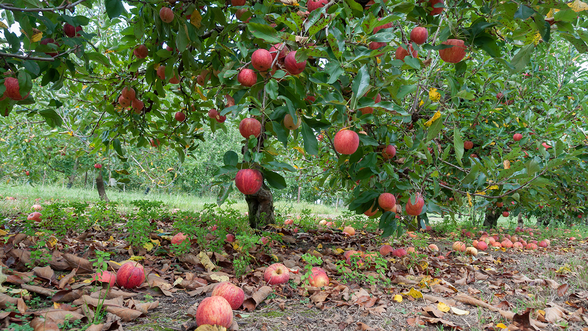 Fallobst auf einem Nachbargrundstück unter einem Apfelbaum. Foto: iStock.com/Katharina13 