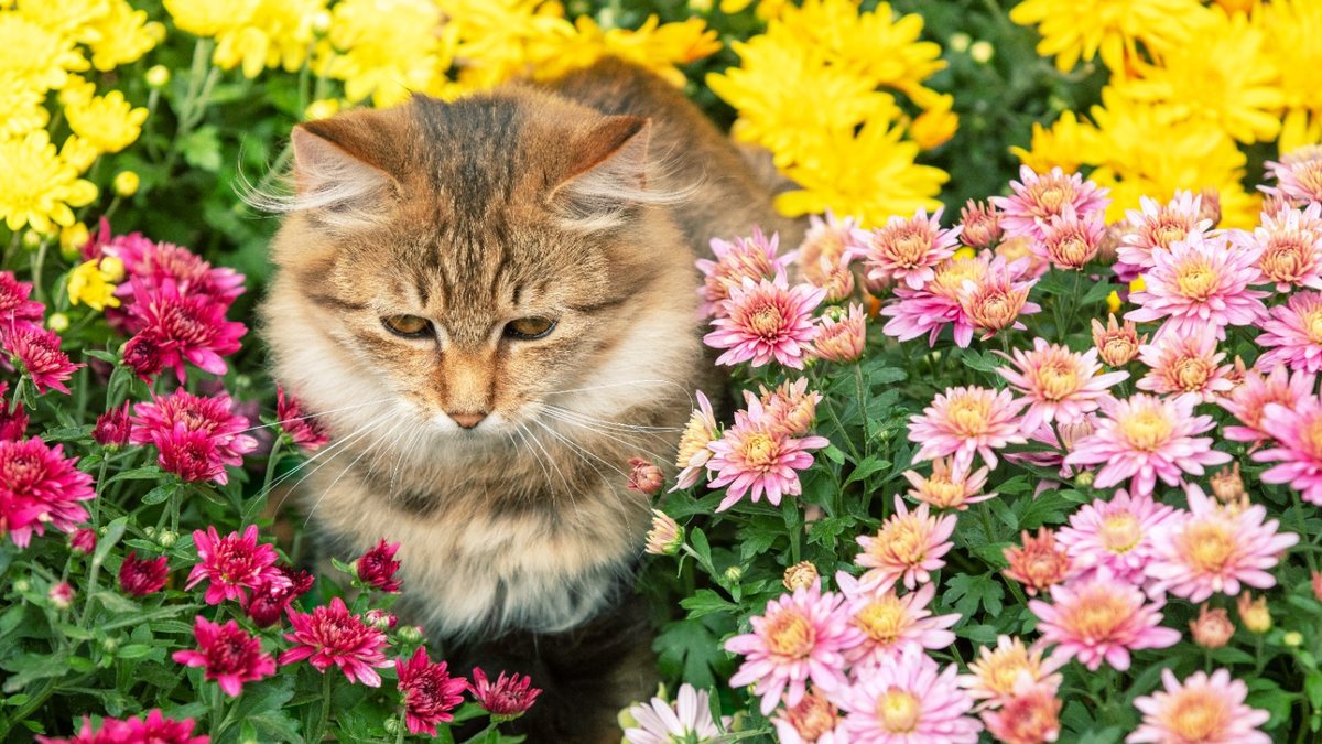 Katze sitzt in Crysanthemenstauden
