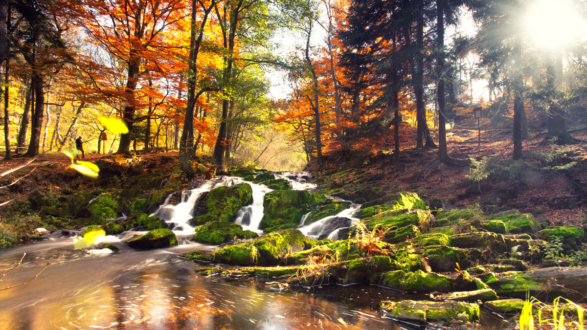 Schönste Regionen im Herbst, Wald im Harz im Herbst