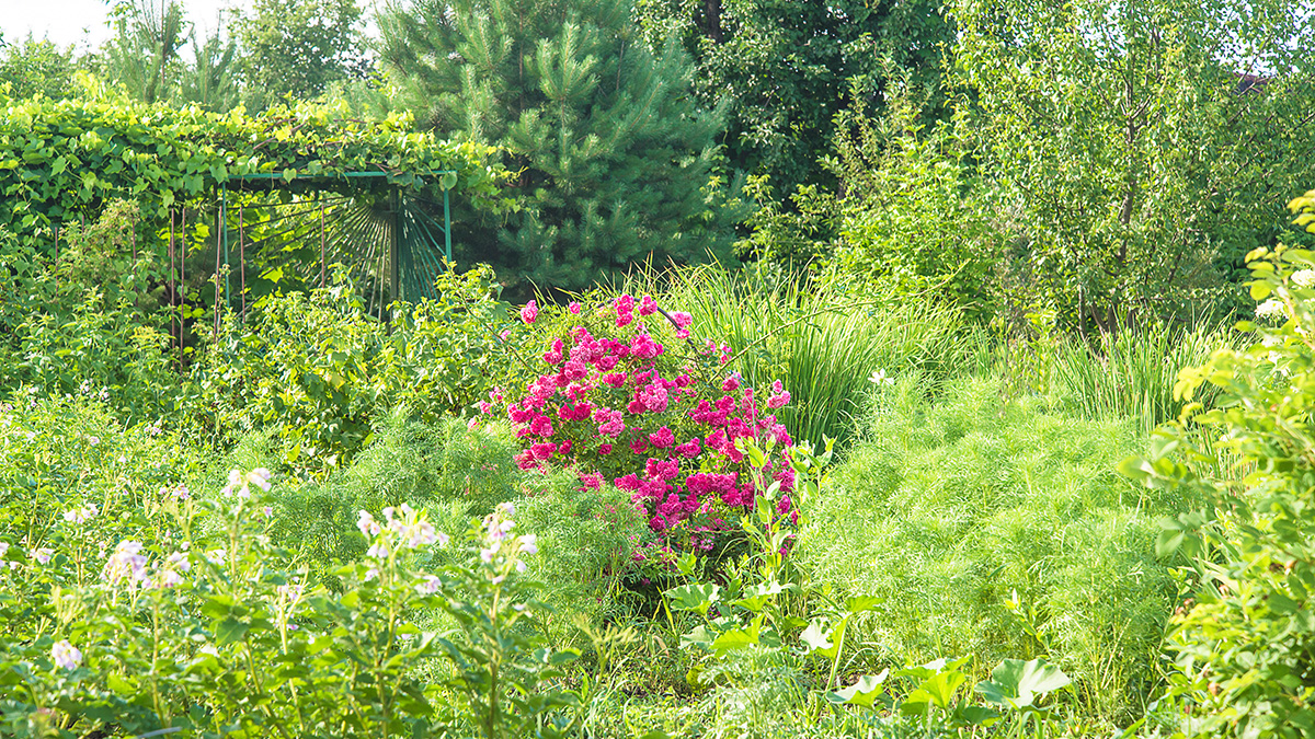 Verlassene Grundstücke: Wie finde ich den Eigentümer?