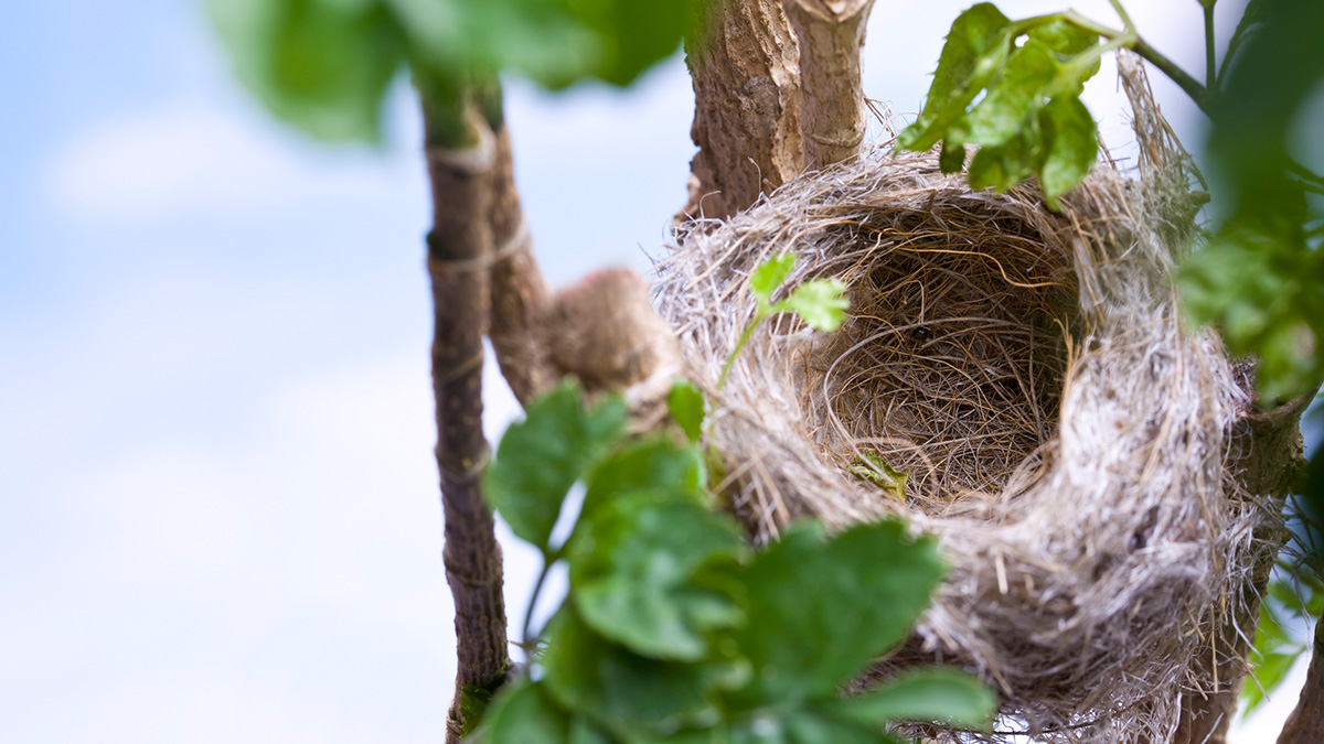 Empty-Nest-Syndrom: Ein leeres Vogelnest