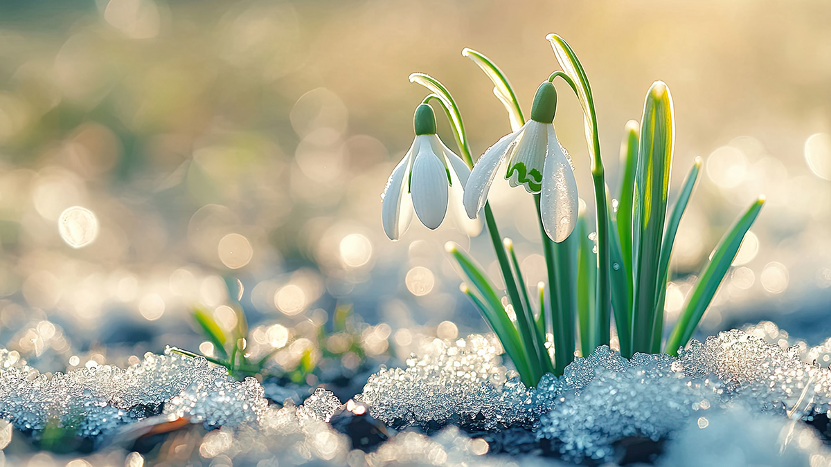Frühling im Januar, Schneeglöckchen