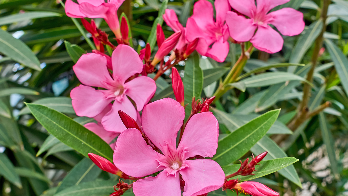 Oleander