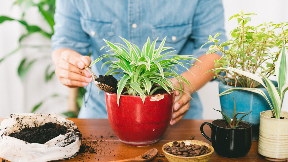 Kaffeesatz recyclen, Kaffeesatz für Zimmerpflanze