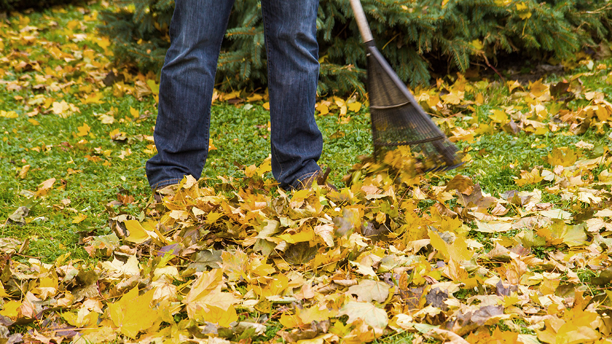 Laubrente, Mann sammelt Laub mit seinem Rechen im Garten