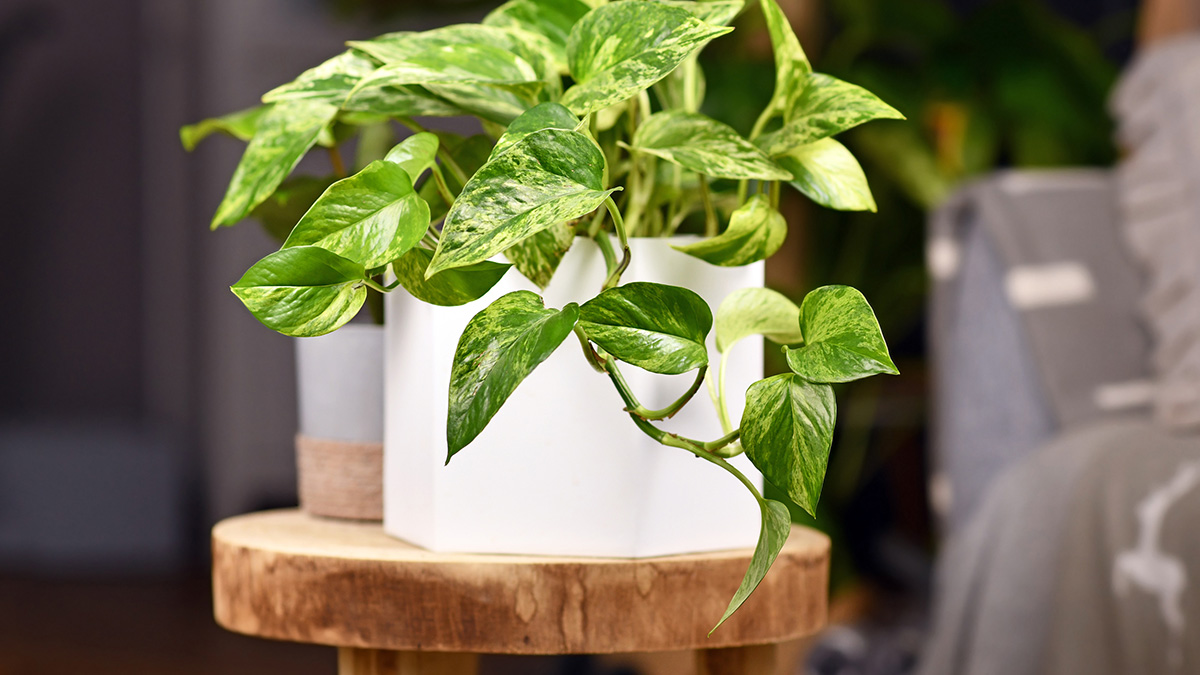 Pflanzen ohne Sonne innen, eine Efeutute