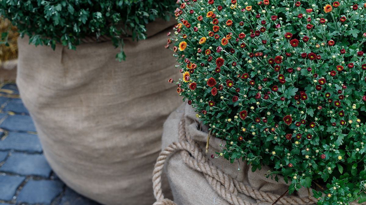 Pflanzen überwintern, Kübelpflanzen mit Schutz zum Überwintern