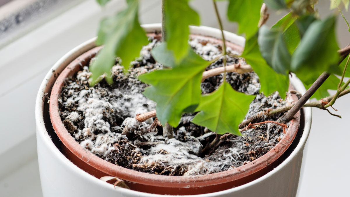 Pflanzenerde Schimmel, Schimmel auf der Pflanzenerde