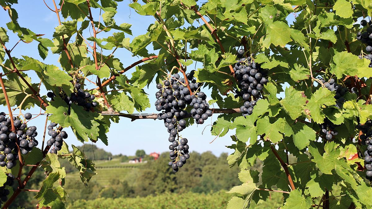 Eine Weinrebe mit blauen Trauben