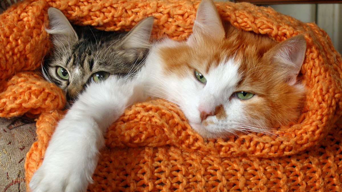 Nicht nur Katzen möglich es im Winter gemütlich warm