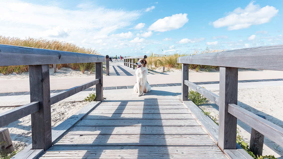 Hunde lieben die Ostsee