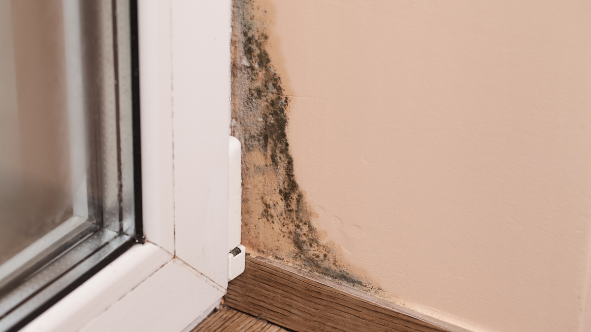 Schimmel an der Wand