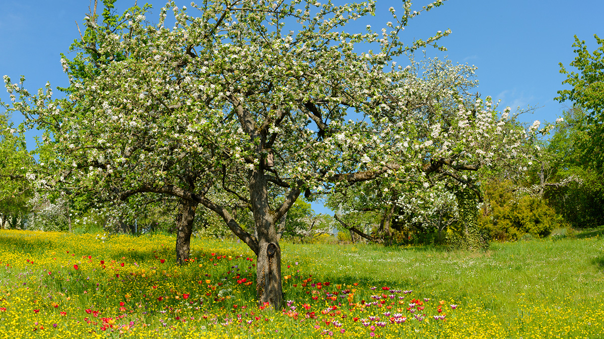 Grundstücksverkauf: Ein blühender Baum auf einer grünen Wiese.