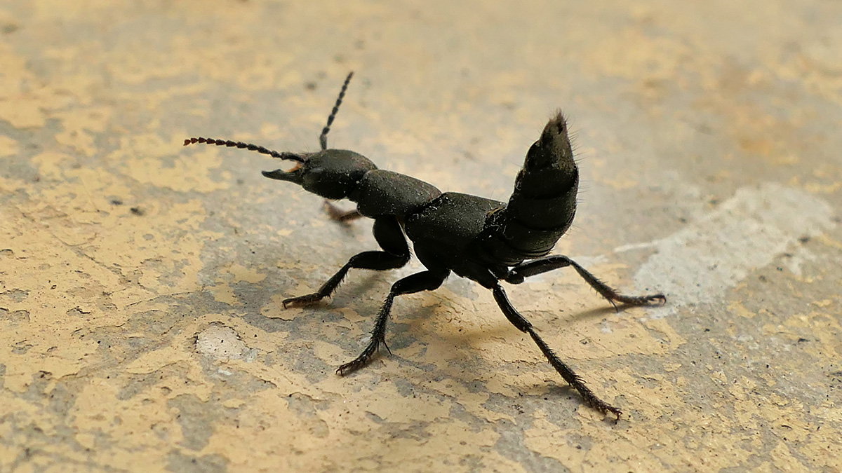 Der Moderkäfer ist einer der Gäste, die man nur ungern Zuhause hat. Foto: stock.adobe.com / plazaccameraman