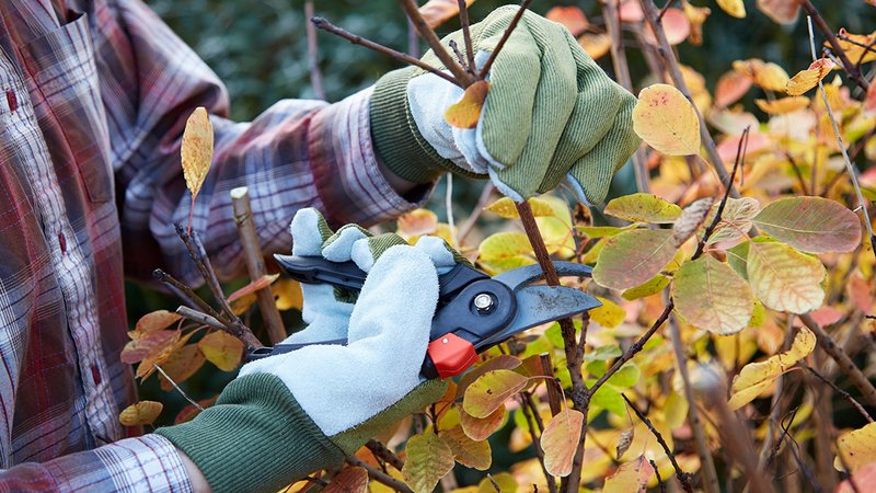 Herbstrückschnitt, Gärtner schneidet mit Gartenschere Baum im Herbst zurück