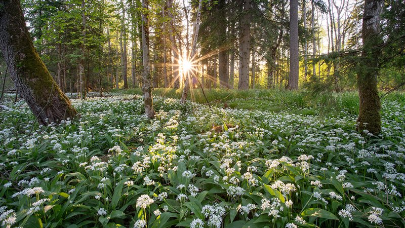 Bärlauch pflücken, Bärlauch im Wald 