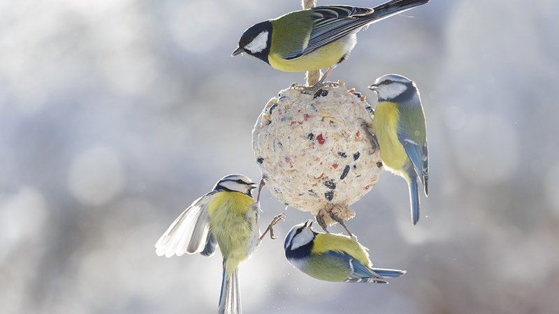 Vögel füttern ab wann, Meisen an einem Meisenknödel