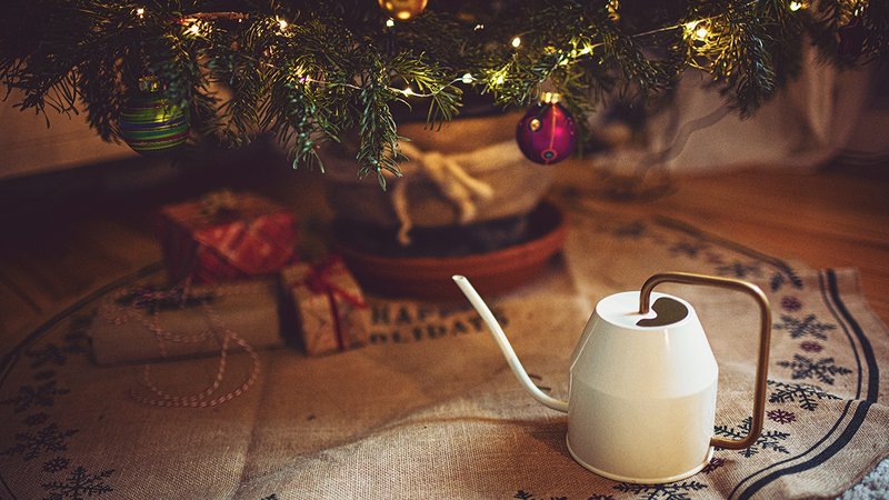 Weihnachtsbaum pflegen, Gießkanne steht vor Christbaum