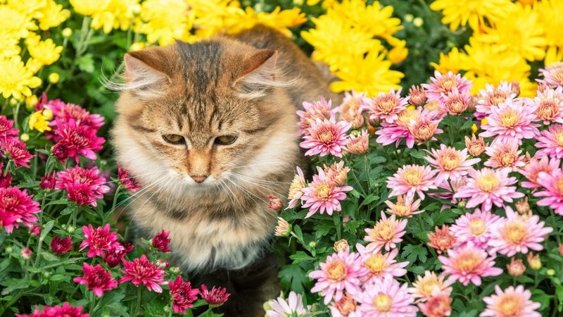 Katze sitzt in Crysanthemenstauden