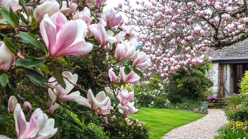 Kirschen geben deinem Garten schon im Frühling einen besonderen Anblick und versprühen Lebensfreude.