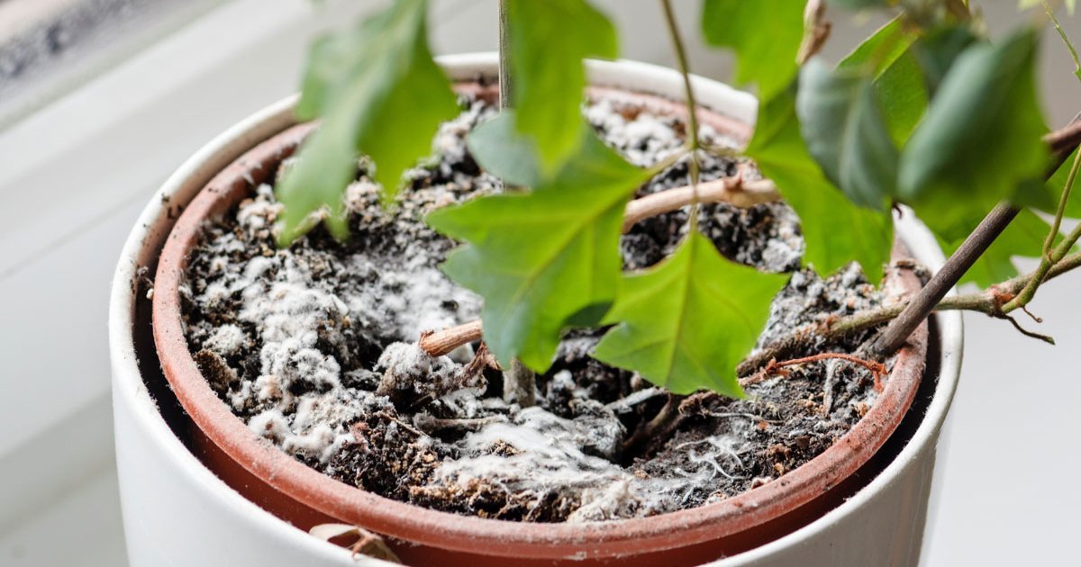 Warum schimmelt meine Blumenerde? Ursachen, Vorbeugung und schnelle Hilfe