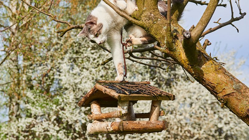 Vögel Katzenschutz, eine Katze im Baum, darunter ein Vogelhäuschen