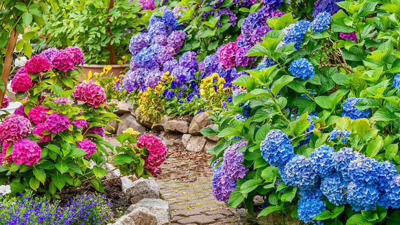 Gartenpflanzen viel Wasser, Hortensien