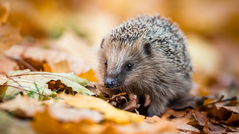 Igel im Herbst, ein Igel im Herbstlaub